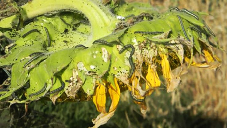 Tarım ve Orman İlçe Müdürlüğü Çayır Tırtılına Karşı Uyardı