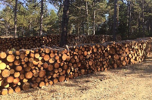Odunlarını alamayan Küçükyoncalılar Muhtarı şikayet ettiler
