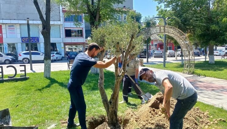Saray Belediyesi bahçesine 4 adet zeytin ağacı dikildi